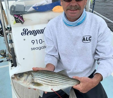 Striped Bass Fishing in Trails End Road, Wilmington, N, North Carolina