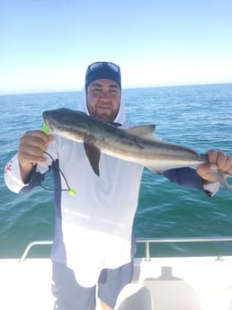 Cobia Fishing in Tarpon Springs, Florida