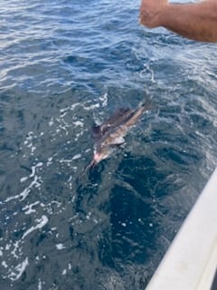 Fishing in Pompano Beach, Florida