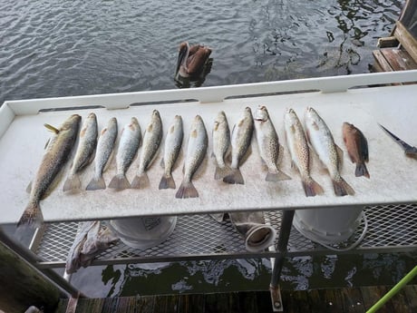 Speckled Trout Fishing in Crystal River, Florida