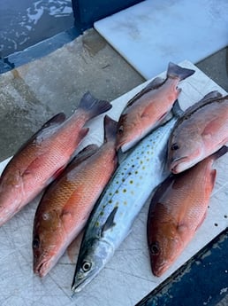 Fishing in Trinity, Florida