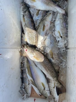 Speckled Trout Fishing in Ingleside, Texas