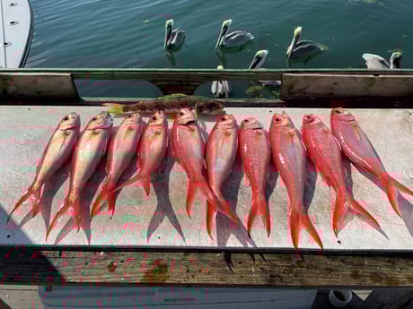 Vermillion Snapper Fishing in Islamorada, Florida