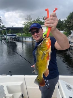 Peacock Bass Fishing in