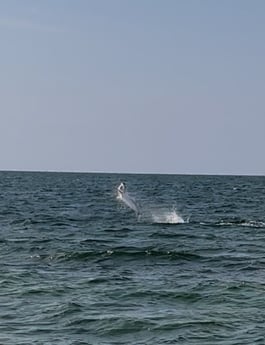Tarpon Fishing in