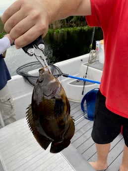 Fishing in Weston, Florida