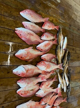 Black Drum, Red Snapper, Redfish Fishing in