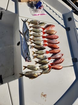 Scup, Spanish Mackerel, Vermillion Snapper Fishing in Rockport, Texas