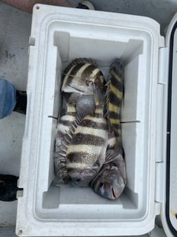 Fishing in Orange Beach, Alabama