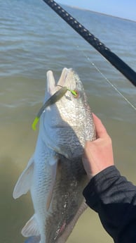 Redfish Fishing in