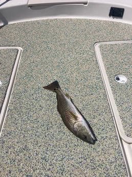 Fishing in St. Petersburg, Florida