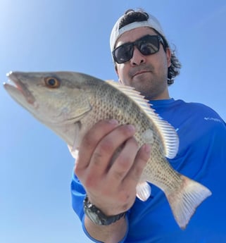 Mangrove Snapper fishing in South Padre Island, Texas
