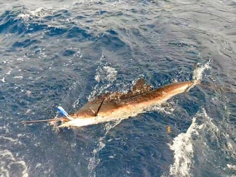 Fishing in Pompano Beach, Florida