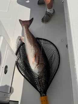 Fishing in Orange Beach, Alabama