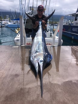 Black Marlin fishing in Kalaoa, Hawaii