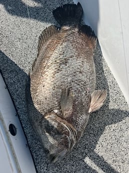 Tripletail Fishing in Buras, Louisiana