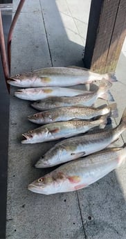 Redfish, Speckled Trout / Spotted Seatrout fishing in Aransas Pass, Texas