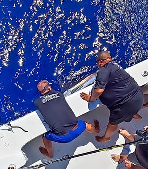 White Marlin fishing in Galveston, Texas