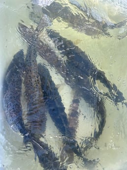 Fishing in Cedar Point, North Carolina