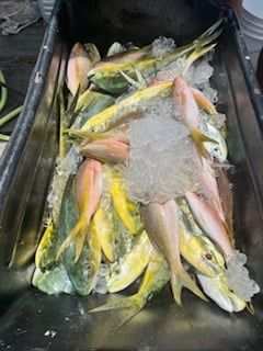 Fishing in Islamorada, Florida