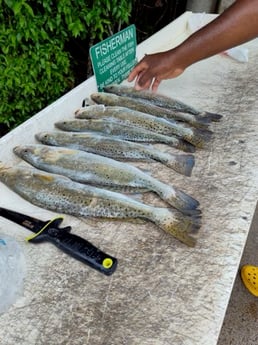 Fishing in Naples, Florida