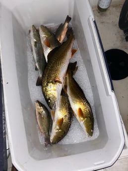 Fishing in Orange Beach, Alabama
