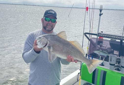 Black Drum Fishing in Bolivar Peninsula, Texas