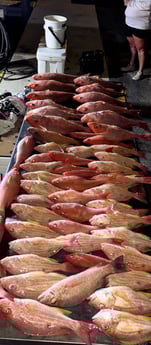 Fishing in Tierra Verde, Florida