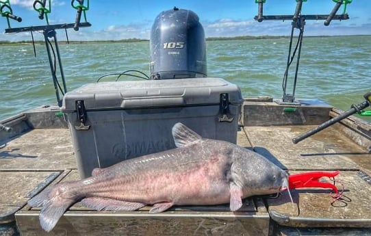 Blue Catfish Fishing in Dallas, Texas