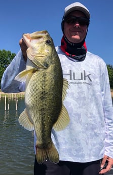 Largemouth Bass fishing in Lake Fork, Texas
