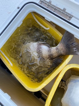 Fishing in Destin, Florida