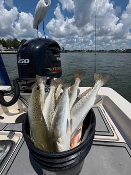 Fishing in Sarasota, Florida