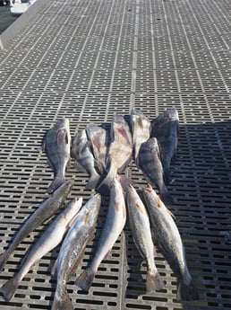 Fishing in Houston, Texas