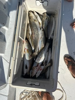 Speckled Trout Fishing in Port O&#039;Connor, Texas
