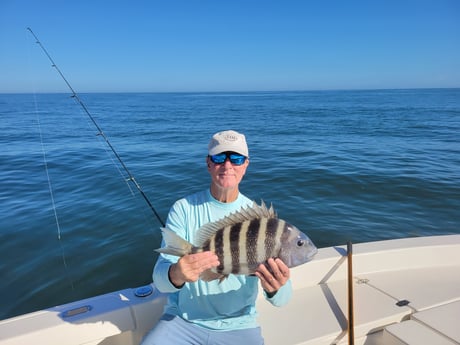 Sheepshead Fishing in Jacksonville, Florida