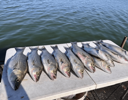 Fishing in Burnet, Texas