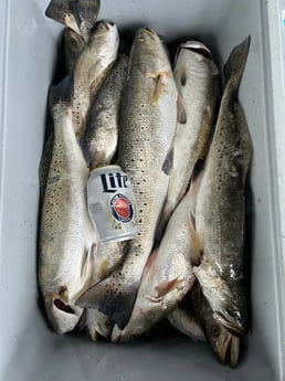 Speckled Trout / Spotted Seatrout Fishing in Golden Meadow, Louisiana
