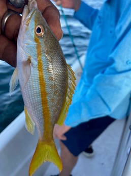 Yellowtail Snapper Fishing in St. Petersburg, Florida