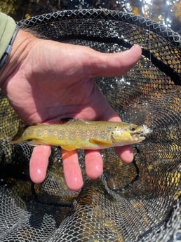 Fishing in Hume, California
