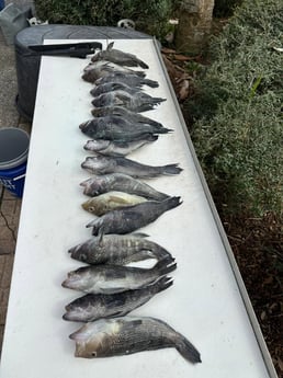 Fishing in Kingsland, Georgia