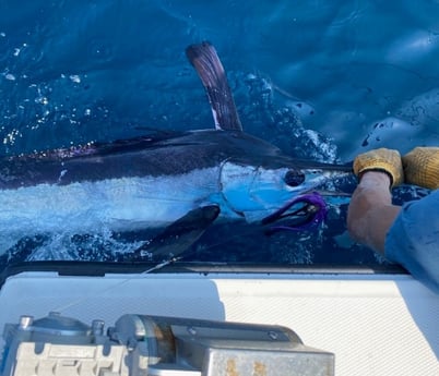 White Marlin fishing in Wanchese, North Carolina