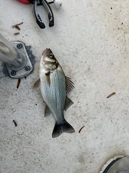 Fishing in Denver, North Carolina