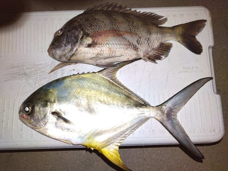 Fishing in Sarasota, Florida