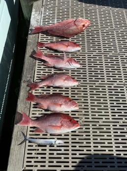 Fishing in Gulf Shores, Alabama