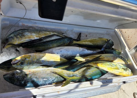 Mahi Mahi / Dorado fishing in Fort Walton Beach, Florida