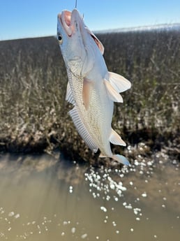 Fishing in Lake Jackson, Texas