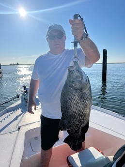 Tripletail Fishing in Buras, Louisiana