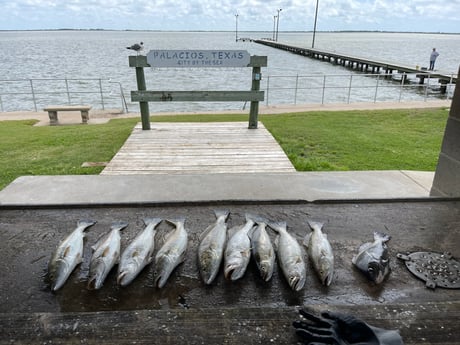 Speckled Trout Fishing in Palacios, Texas