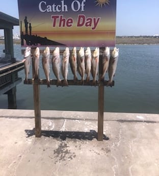 Redfish Fishing in Rockport, Texas