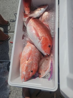 Fishing in Orange Beach, Alabama